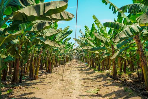 Plantación de banano