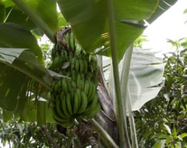 Exportación de banano